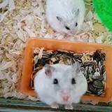 Authentic Review by SOPHIA ANG