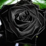 Authentic Review by Adeline lin