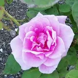 Authentic Review by Cindy Tan