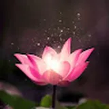 Authentic Review by IVY LEE