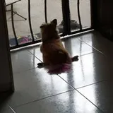 Authentic Review by Celeste