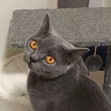 Authentic Review by Tiffany Tan