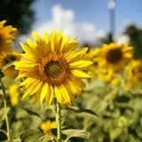 Authentic Review by Lum Lee Ping