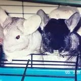 Authentic Review by Goh Hwee Kwan