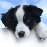 Authentic Review by Raymond