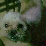 Authentic Review by LIM WEI LUN WILLIAM