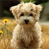 Authentic Review by Alex Kwan