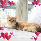 Authentic Review by tan Jassy