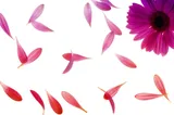 Authentic Review by Doris Hoo