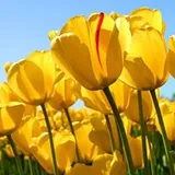 Authentic Review by Koh Sock Kian