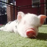 Authentic Review by Michelle