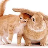 Authentic Review by Joyce Ong