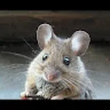 Authentic Review by CHERYL