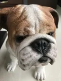 Authentic Review by Shirlyn Koh