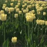 Authentic Review by Tan Lay Hong