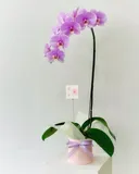 Authentic Review by Audrey Foo