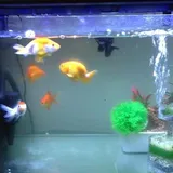 Authentic Review by Lin Peter