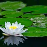Authentic Review by Denise Hun