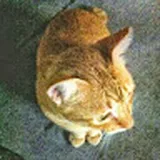 Authentic Review by Kang Qing