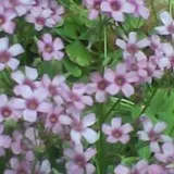 Authentic Review by Rosaline