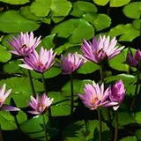 Authentic Review by Hsu Pai I