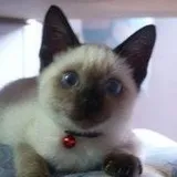 Authentic Review by Lianne