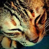 Authentic Review by WENDY MOK