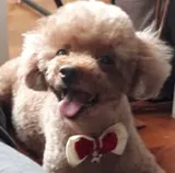 Authentic Review by YOLANDA ONG