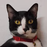 Authentic Review by CAVIN S