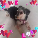 Authentic Review by Nic Lve