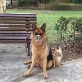 Authentic Review by gustavtay