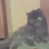 Authentic Review by Lydia Sim