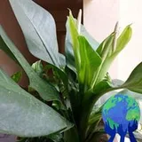 Authentic Review by Nina Lim