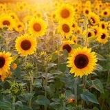 Authentic Review by jenny