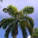 Authentic Review by Stella Wong