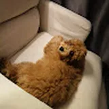 Authentic Review by Jasmine Lee