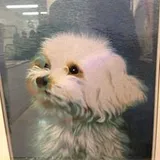 Authentic Review by Genevieve