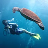 Authentic Review by ED CHONG