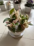 Authentic Review by Annie Kuan
