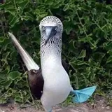 Authentic Review by Lipeng Qian