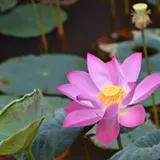 Authentic Review by Khin Myo Myo Win
