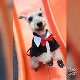 Authentic Review by Chong