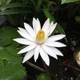 Authentic Review by Lyn Tan