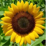 Authentic Review by Jessie Chew