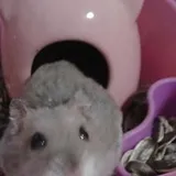 Authentic Review by YT