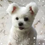 Authentic Review by Berlynn