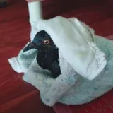 Authentic Review by Shakirah