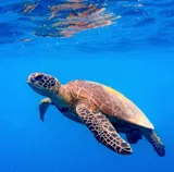 Authentic Review by Em