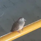 Authentic Review by Ong Chin Wee