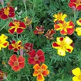 Authentic Review by Tan Dawn